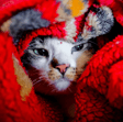 Playful image of a cat listening to royalty free music for podcast intro music.